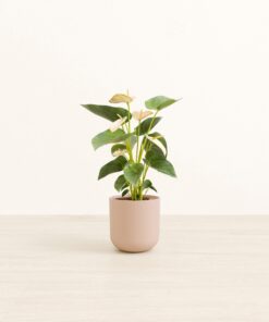 Anthurium Joli Peach - Small Small Yoko