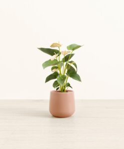 Anthurium Joli Peach - Small Amber