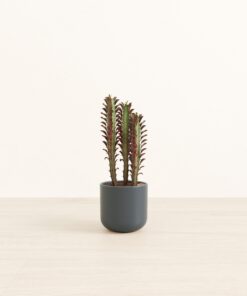 African Milk Tree - Small Small Yoko