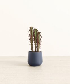 African Milk Tree - Small Amber