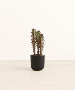African Milk Tree - Small Small Yoko