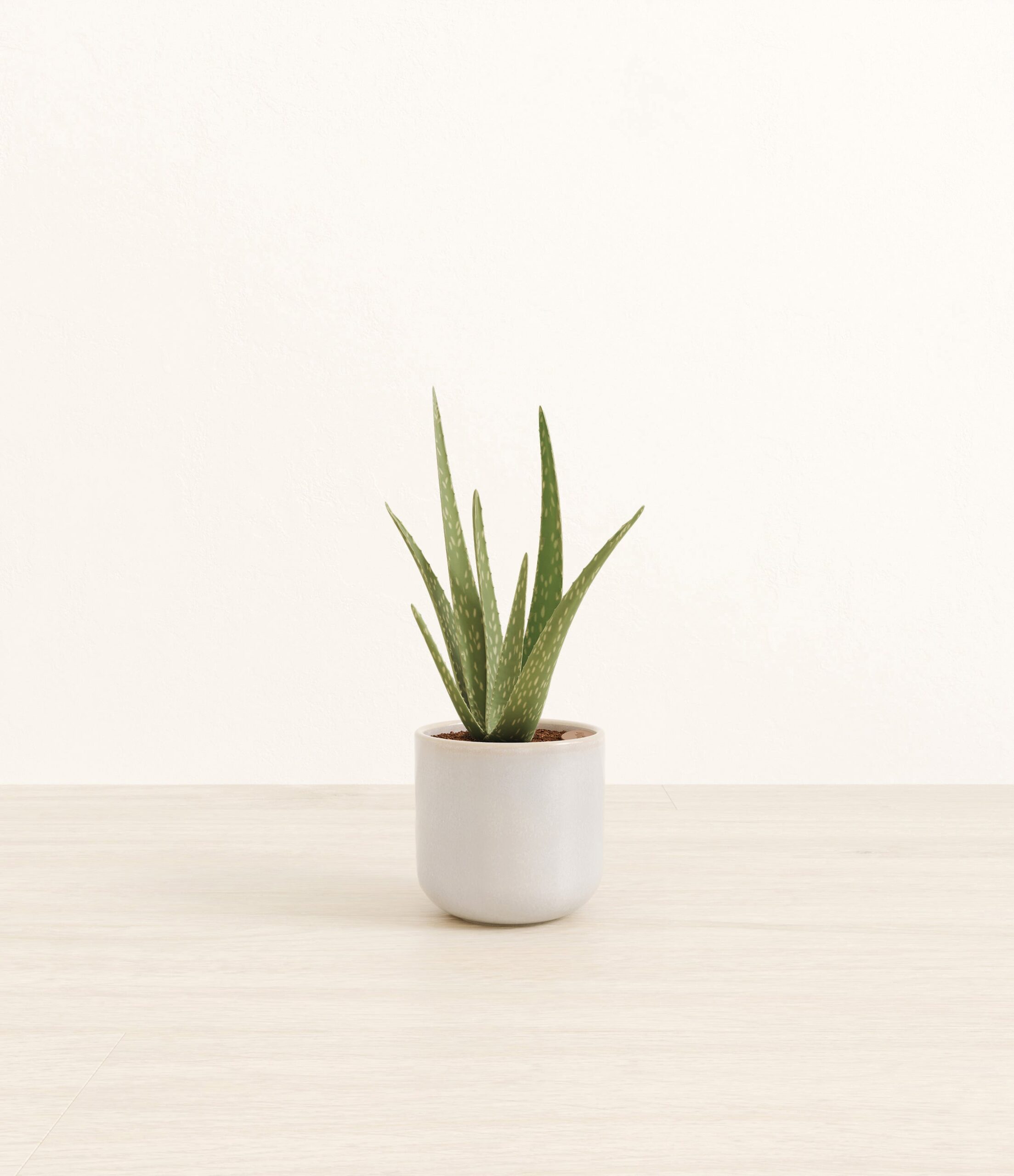 197-S-ALVASP_Snowdrift_White.jpg