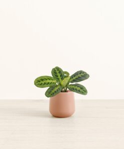 Prayer Plant Lemon Lime - Small Amber
