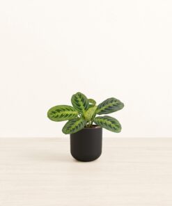 Prayer Plant Lemon Lime - Small Small Yoko