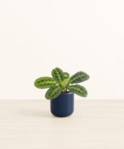 Prayer Plant Lemon Lime - Small Small Yoko