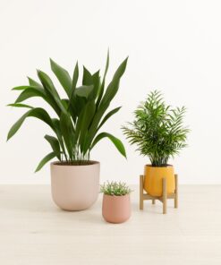 The Botanical Balance Trio