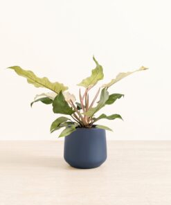 Philodendron Snowdrift - Medium Amber