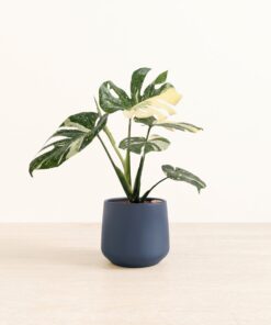 Monstera Thai - Medium Amber