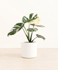 Monstera Thai - Medium