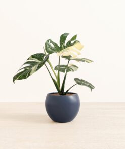 Monstera Thai - Medium Monet