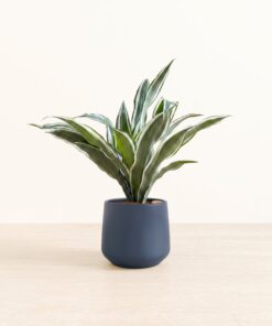 Dracaena Warneckii - Medium Amber