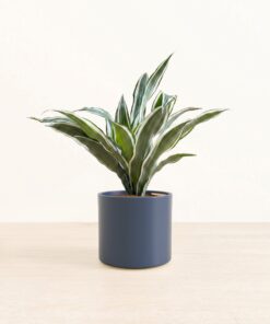 Dracaena Warneckii - Medium Era