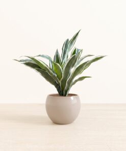 Dracaena Warneckii - Medium Monet