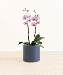 Striped Burgundy Orchid - Medium Era