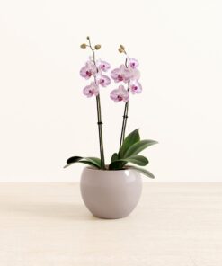 Striped Burgundy Orchid - Medium Monet