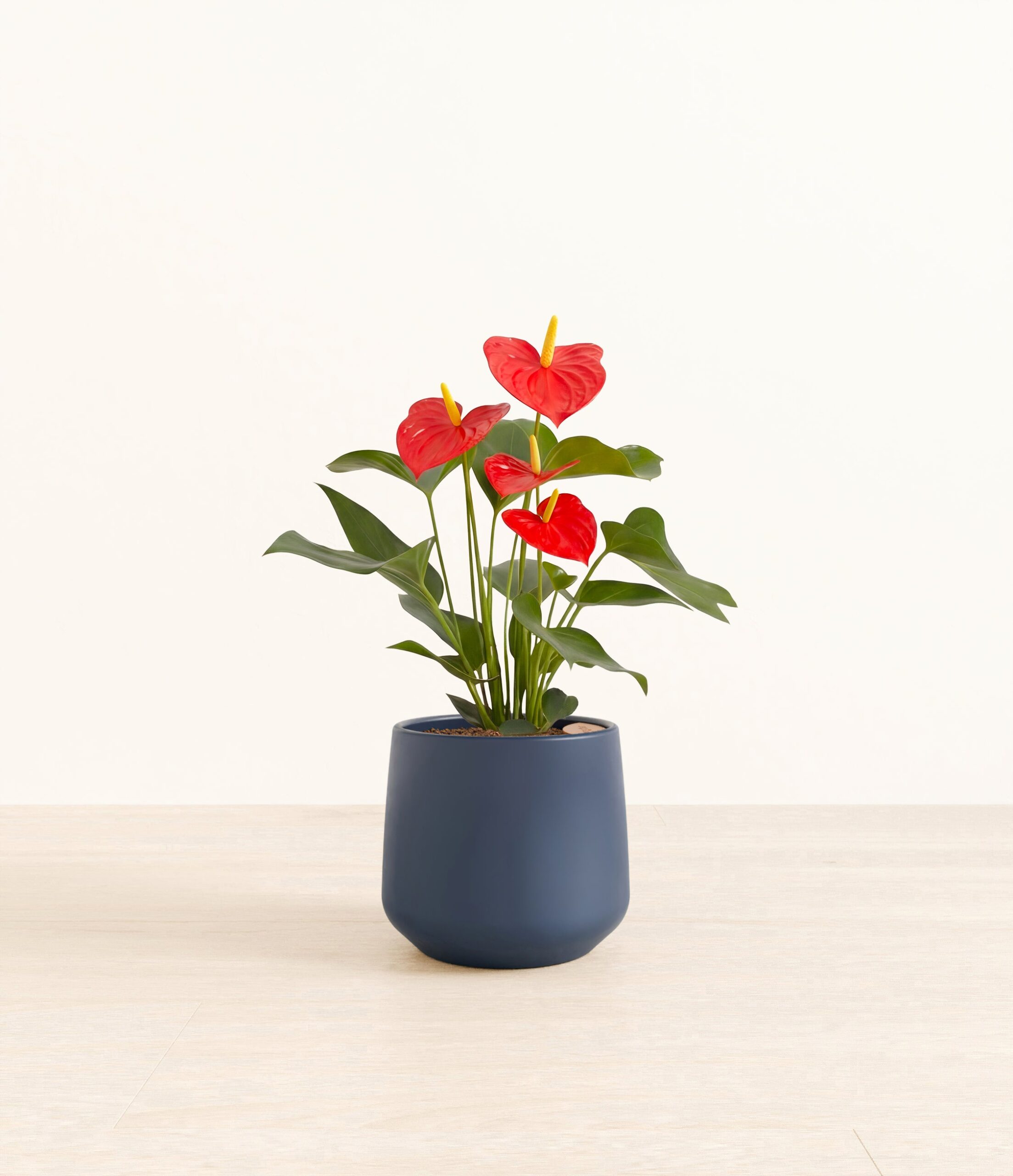 201-M-ANTRED-MA-BLU31M.jpg