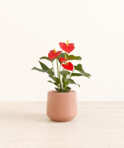 Anthurium Red - Medium Amber