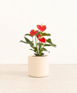 Anthurium Red - Medium Era