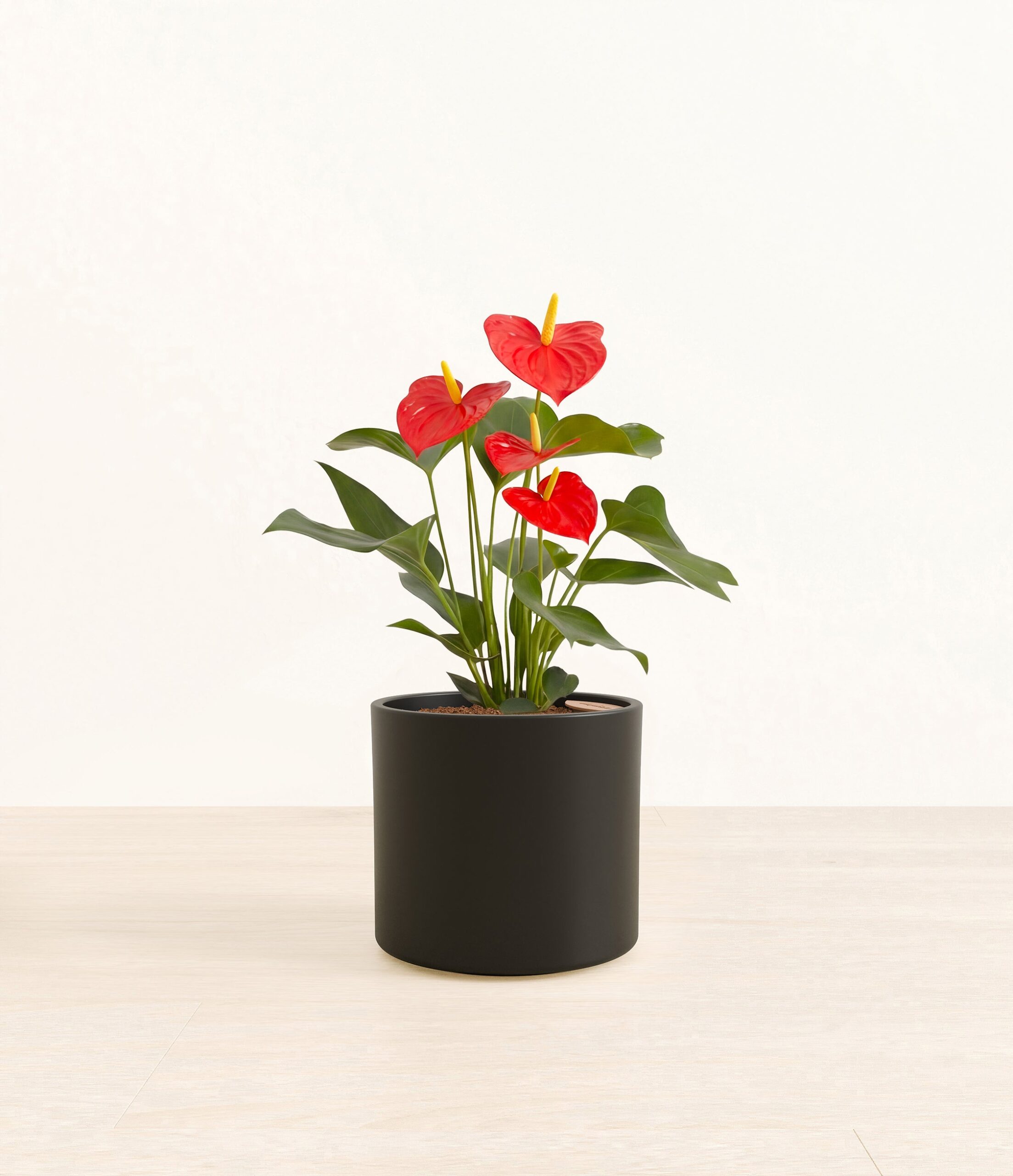 201-M-ANTRED-ME-BLK45M.jpg