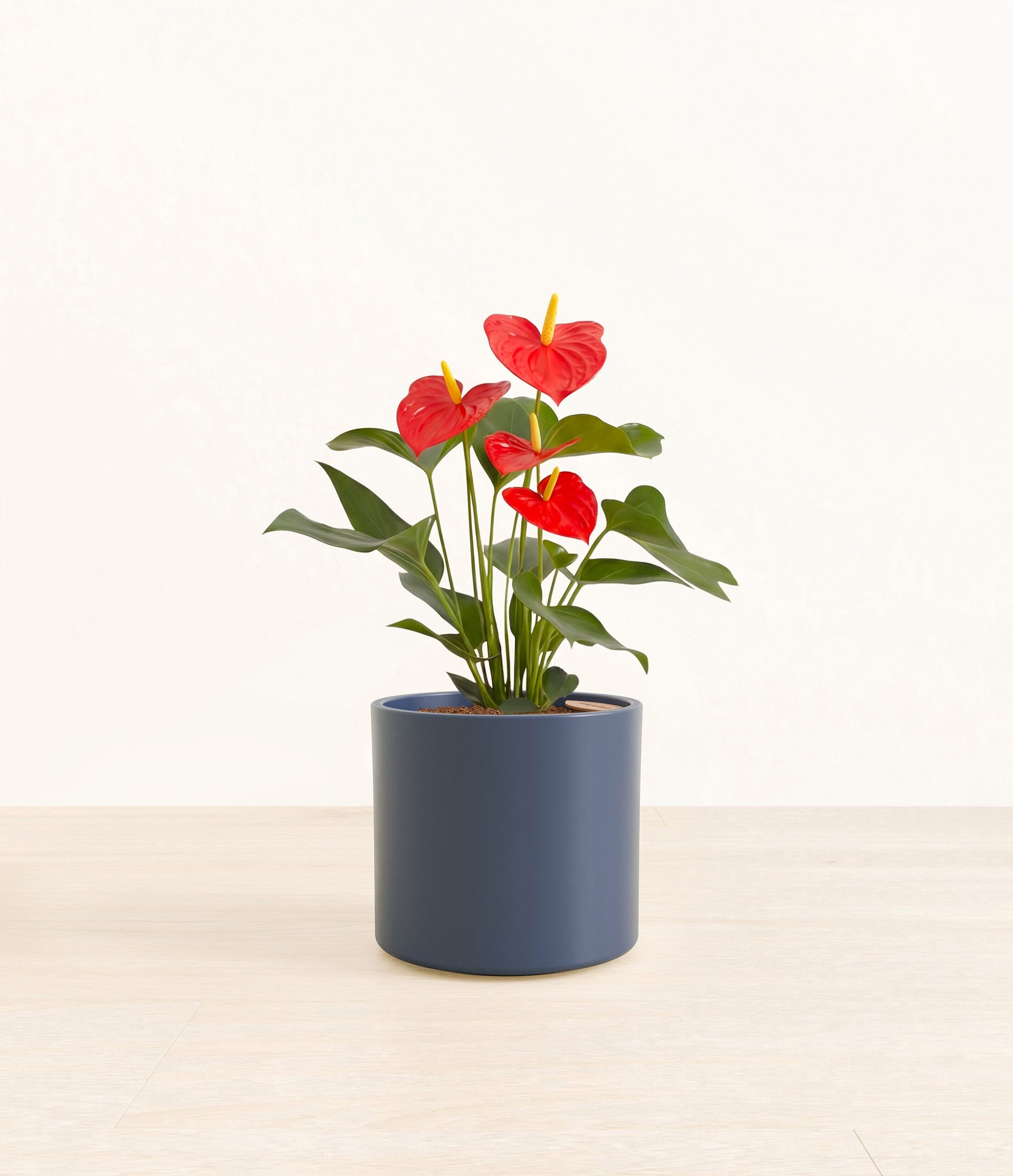 201-M-ANTRED-ME-BLU31M.jpg