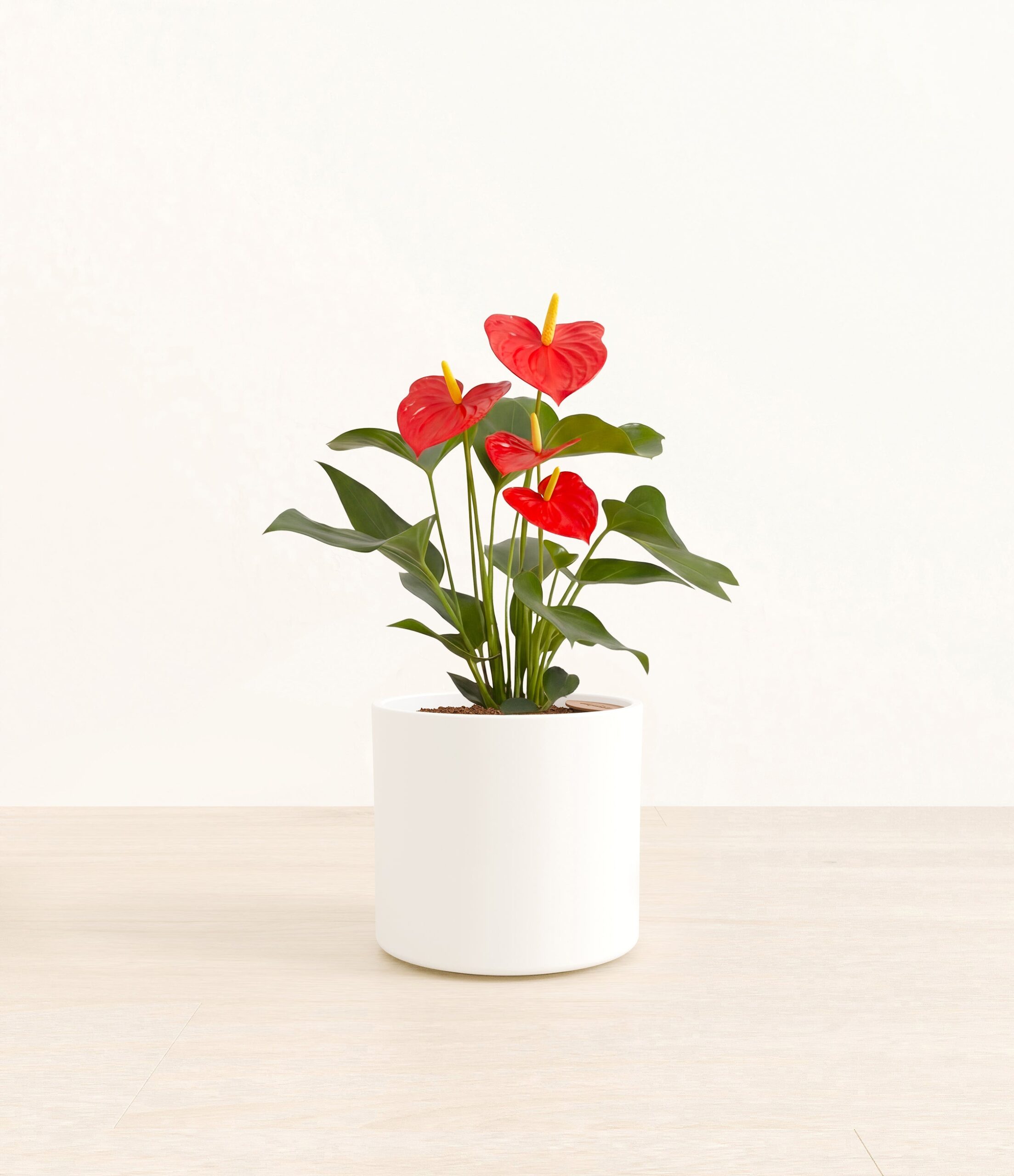 201-M-ANTRED-ME-WHT46M.jpg