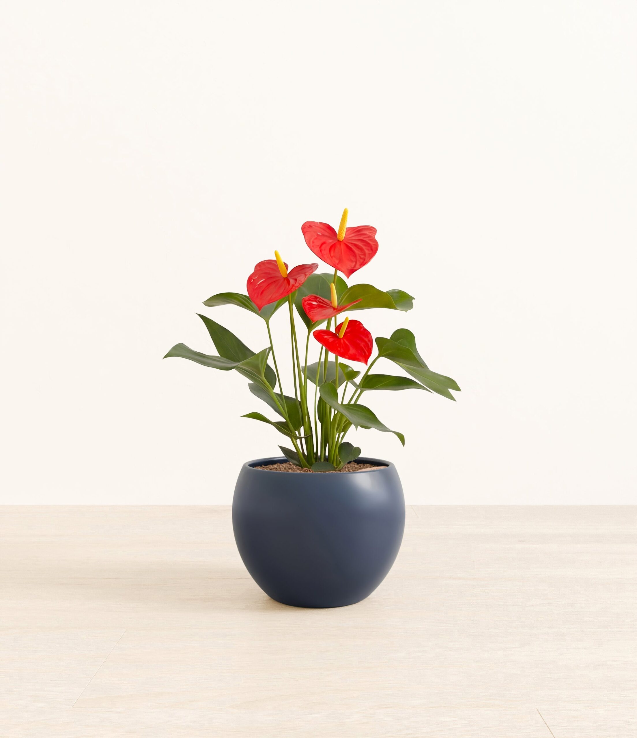 201-M-ANTRED-MM-BLU31M.jpg