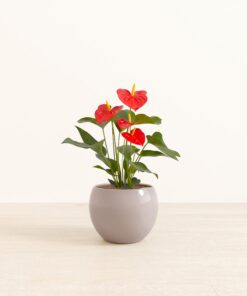 Anthurium Red - Medium Monet