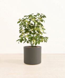 Marble Schefflera - Medium