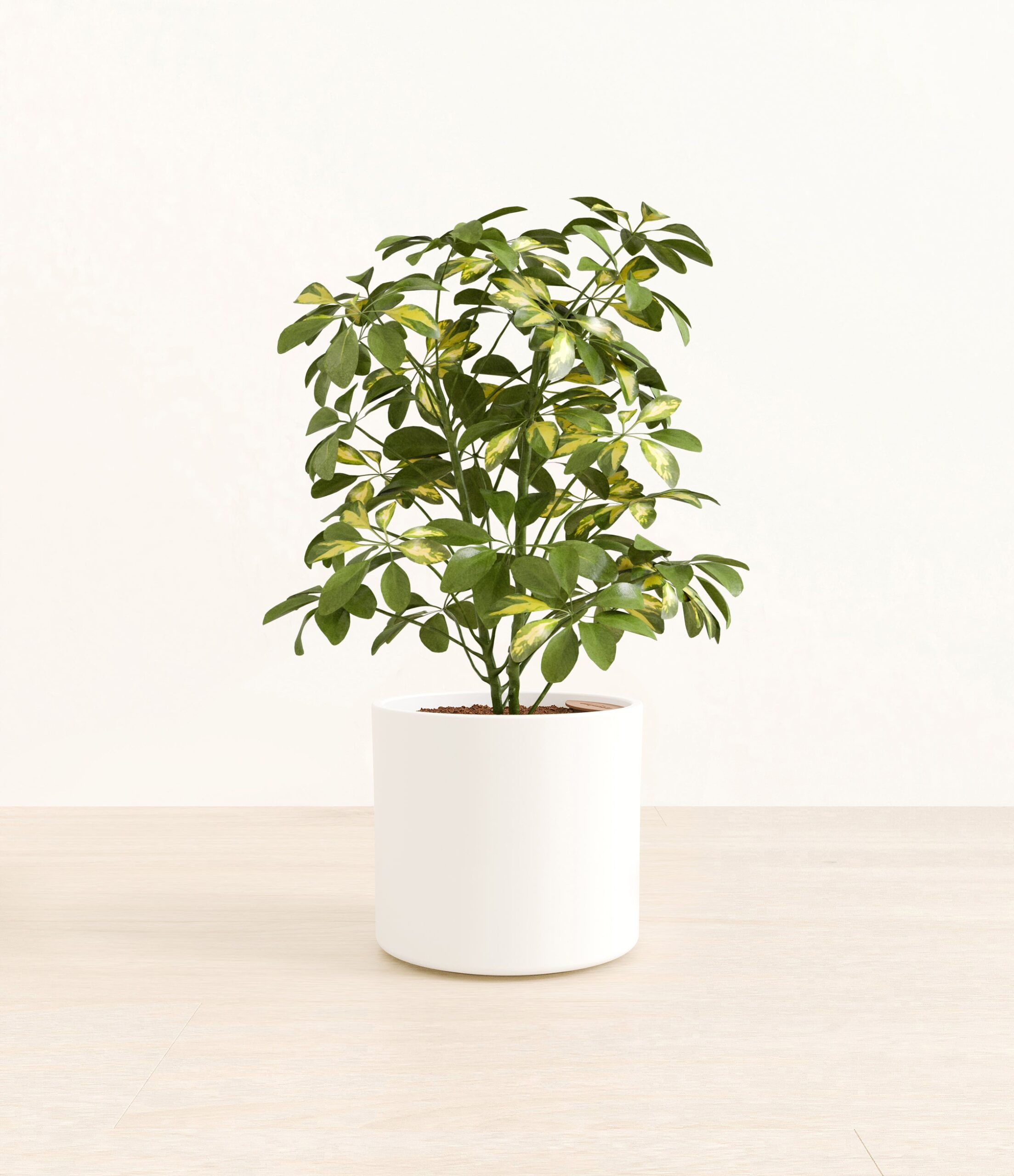 217-M-SHFMBL-ME-WHT46M.jpg