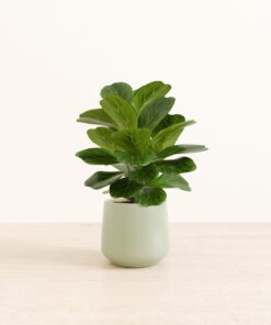 Fiddle Leaf Fig - Medium Amber