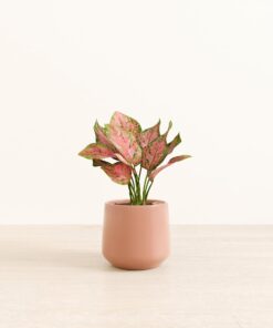 Aglaonema Wishes - Medium Amber