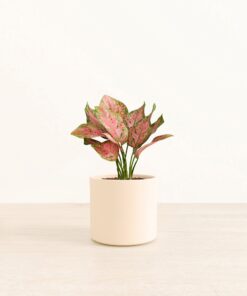 Aglaonema Wishes - Medium Era