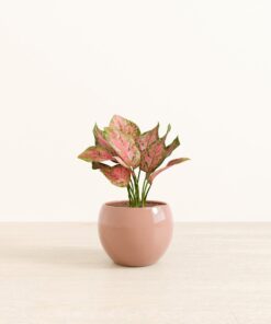 Aglaonema Wishes - Medium Monet
