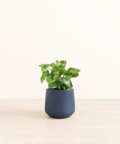 Pothos Global Green - Medium Amber