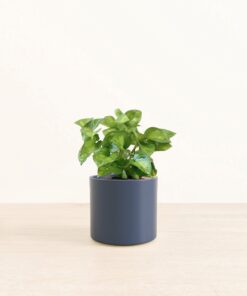 Pothos Global Green - Medium Era
