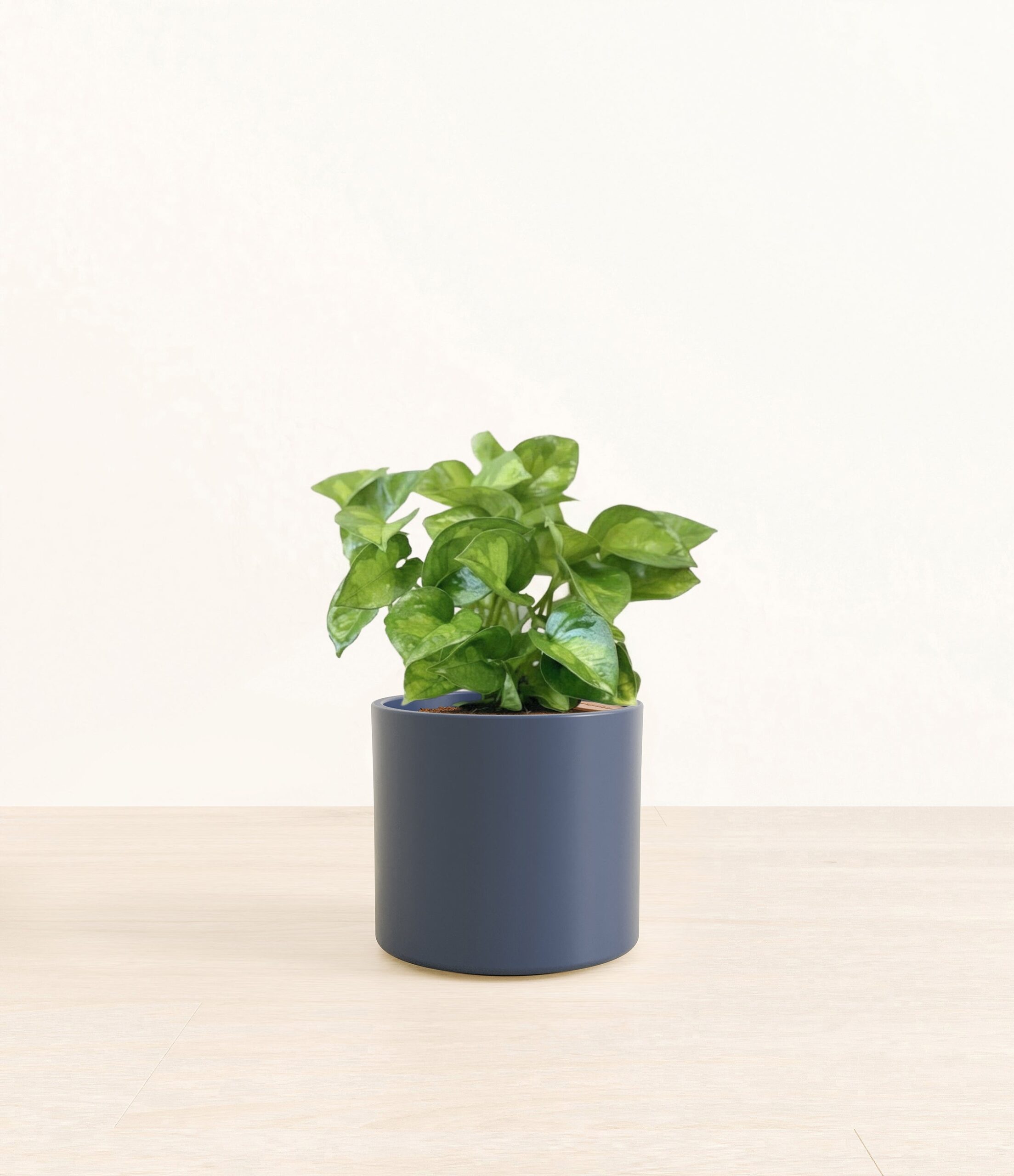 255-M-ARCGLG-ME-BLU31M.jpg