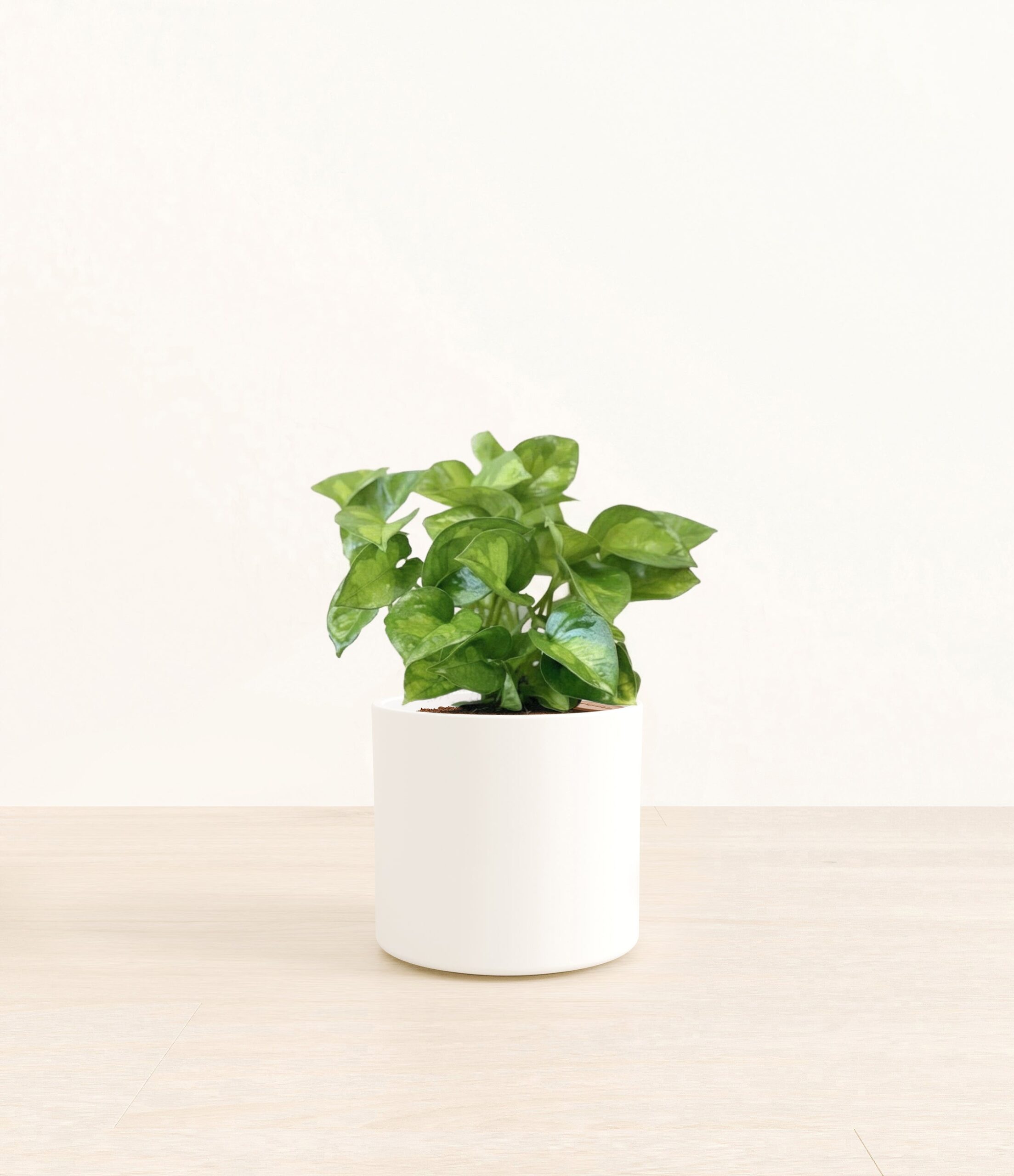 255-M-ARCGLG-ME-WHT46M.jpg