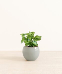 Pothos Global Green - Medium Monet