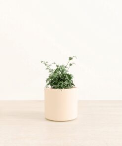Silver Lace Fern - Medium Era