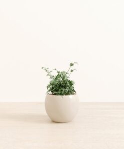Silver Lace Fern - Medium Monet