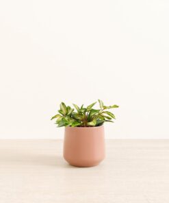 Hoya Tri Color - Medium Amber