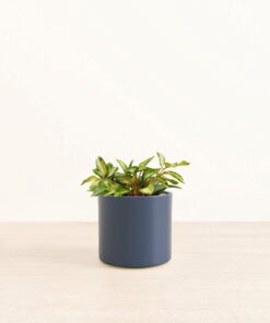 Hoya Tri Color - Medium Era