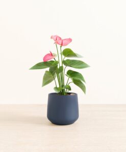 Anthurium Sweet Dream - Medium Amber