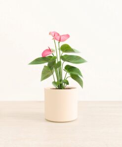 Anthurium Sweet Dream - Medium Era