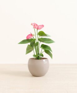 Anthurium Sweet Dream - Medium Monet