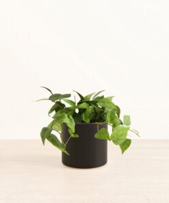 Heartleaf - Medium Era