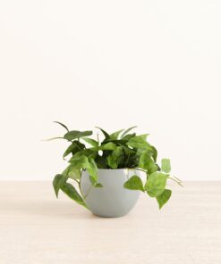 Heartleaf - Medium Monet