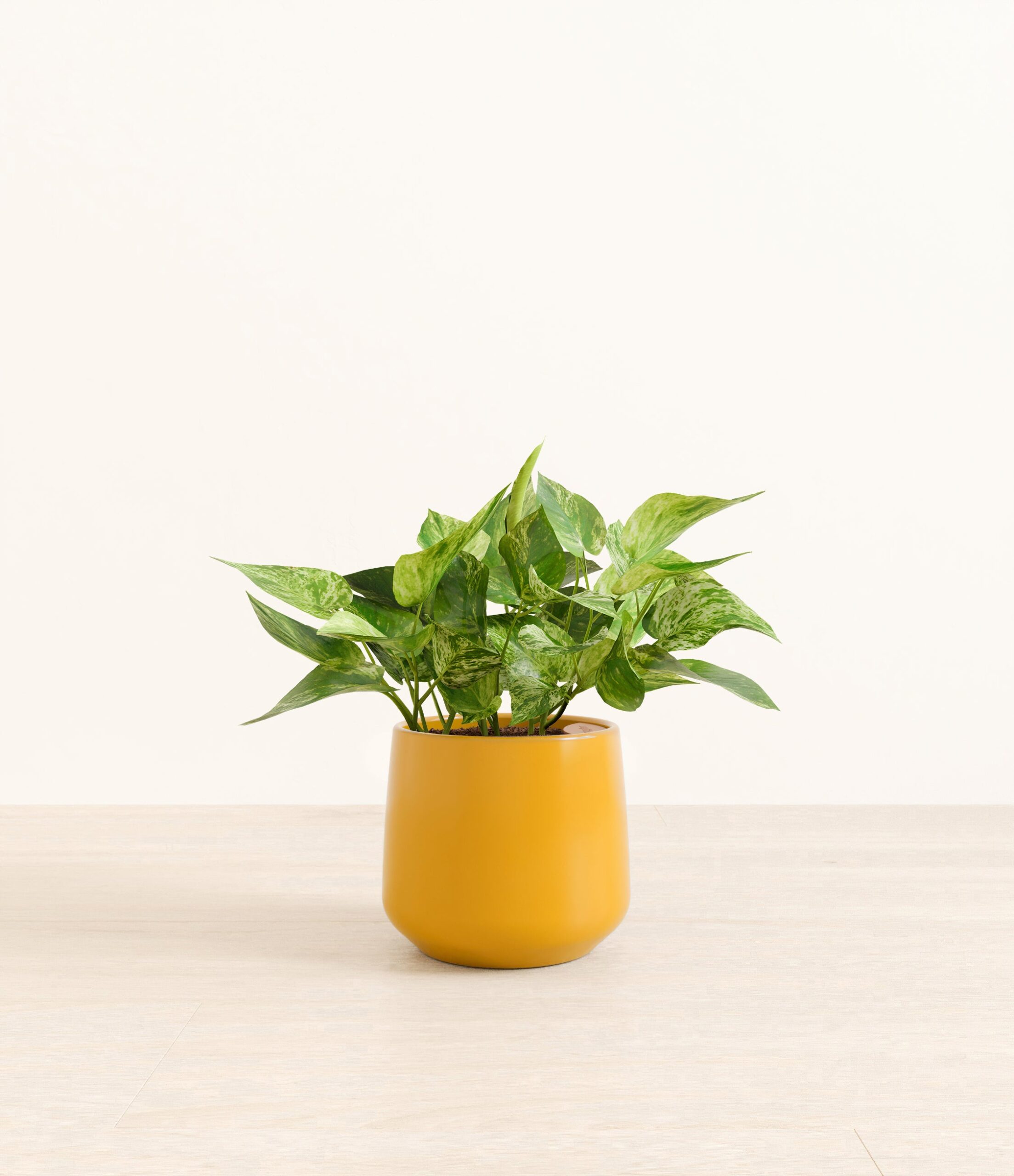 277-M-PHTMBL-MA-YEL33G.jpg