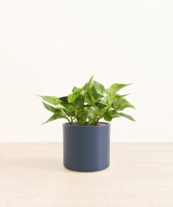 Marble Pothos - Medium Era