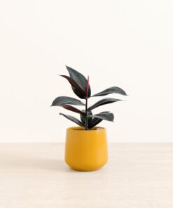 Rubber Tree - Medium Amber